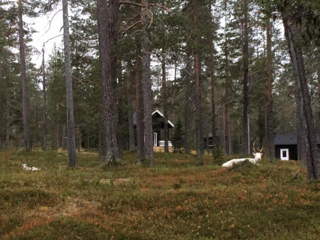 Yllaes Suistotie Cottage Äkäslompolo Zewnętrze zdjęcie